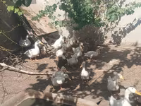 Deutscher Pekin — Foto 1