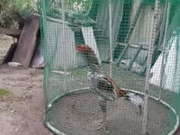Chickens — الصورة 1
