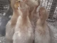 Ducks — الصورة 6