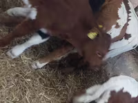 Бұқа, Simmental cattle — 6-сурет