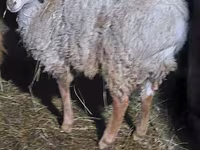 Ram, Arashan sheep — photo 2