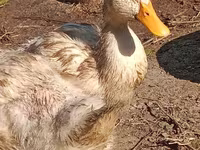 Domestic Muscovy — 3-rasm
