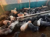 كبش, الأغنام — الصورة 3