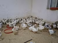 Chickens — الصورة 3