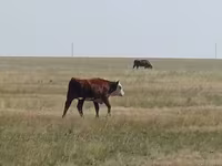 Rinder (Partie, Geschlecht nicht angegeben), Simmental cattle — Foto 3