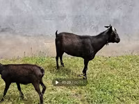 Ziege, Murcia-Granada goats — Foto 8