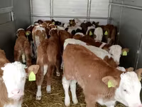 Bovinos (lote, sexo no especificado), Hereford — foto 4