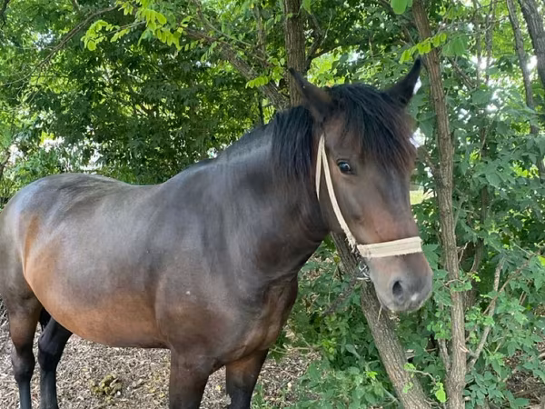 母马, Horses