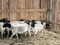 Oveja, Dorper sheep — foto 1