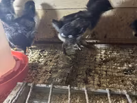 Gallo de pelea de fosa australiano — foto 1