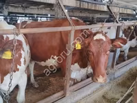 Cow, Holstein breed — photo 2