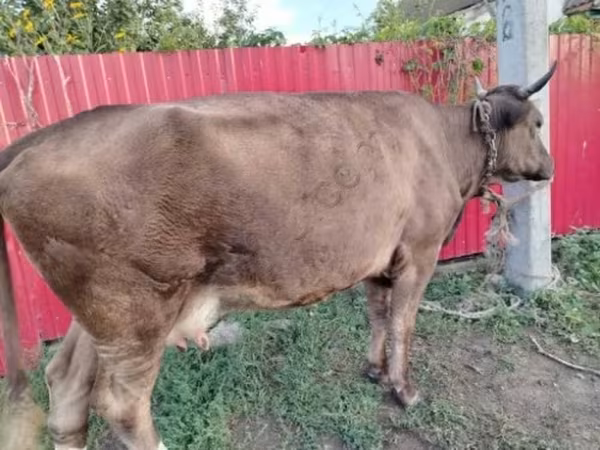 Vaca, Ganado vacuno