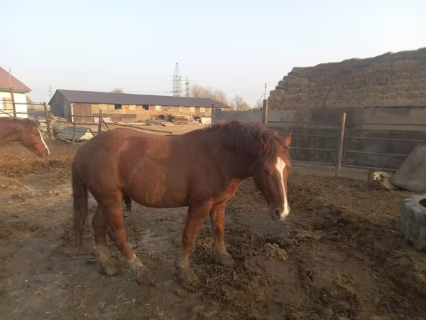 Horse (M), Soviet Heavy draft