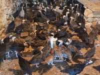 Bronze — Foto 3