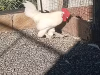 Chickens — 照片 1