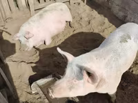 Schweine (Partie, Geschlecht nicht angegeben), Schweine — Foto 5