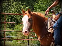 Hengst, American paint horse — Foto 8