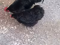 Chickens — 2-сурет