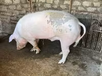Qaban, Donuzlar — foto 1