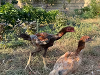 Chickens — الصورة 3