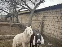 Dişi keçi, Nubian Goat — foto 1
