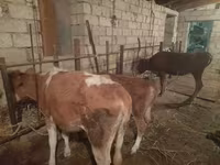 Kuh, Simmental cattle — Foto 3