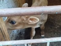 Bull, Red-spotted breed — photo 2