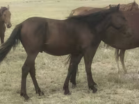 At, Kazakh horse — foto 3