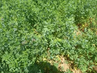 Hal hazirda Yonca (Medicago sativa) becerilib 3 hektar torpaq sahəsi — الصورة 4