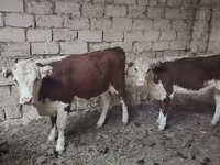 Sigir, Qozog'iston oq boshli sigir — 5-rasm
