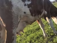 Kuh, Simmental cattle — Foto 2