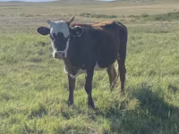 Qoyun, Qashqai sheep — foto 3