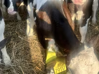 ІҚМ (топ, жынысы көрсетілмеген), Russian Black pied cattle — 5-сурет