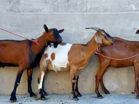 Ziege, Nubian Goat — Foto 6