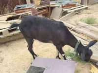 Dişi keçi, Alpine goat — foto 8