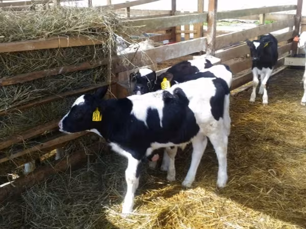 Holstein breed
