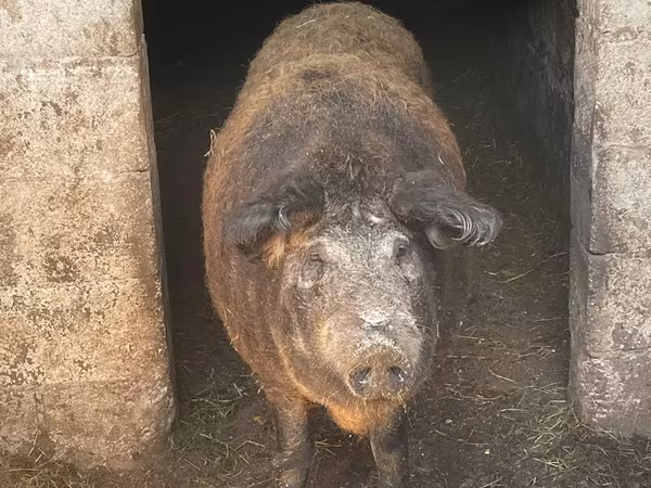 Vind porc mangaliță