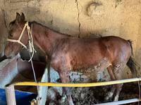 حصان, Horse breed — الصورة 8