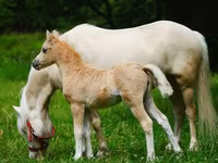 خيول (دفعة، الجنس غير محدد), Shetland Pony — الصورة 3