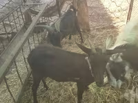 母山羊, Murcia-Granada goats — 照片 4