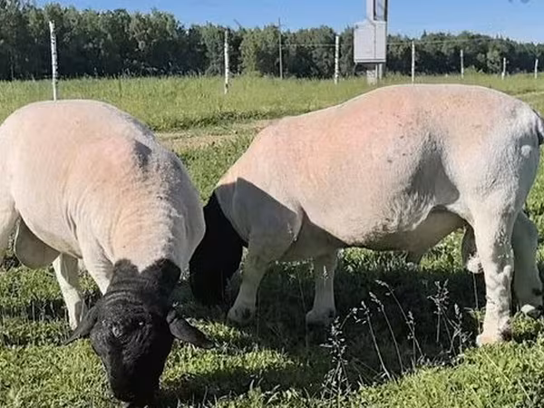 Widder, Dorper sheep