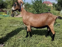 Ешкі, Alpine goat — 1-сурет