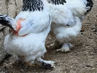 براهما — الصورة 1