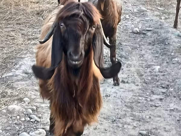 Коза, Damask goat