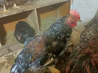 Brahma — Foto 6