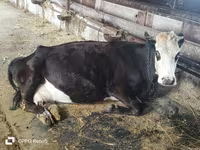 Сиыр, Russian Black pied cattle — 4-сурет