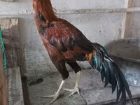 Chickens — 3-сурет