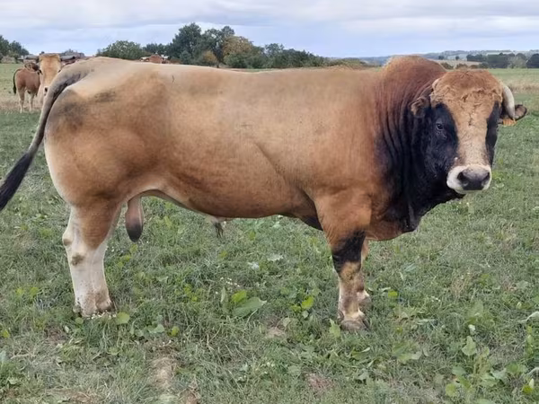 Bulle, Partenaise cattle