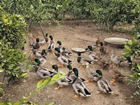 Ducks — foto 3