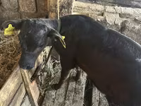 सांड, लाल-धब्बेदार नस्ल — फ़ोटो 7